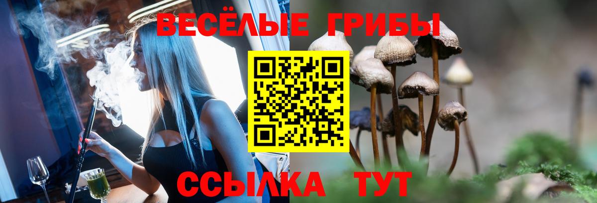Псилоцибиновые грибы Psilocybe Тверь